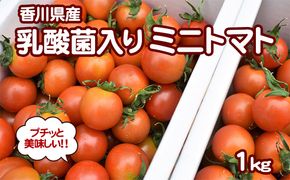 プチッと美味しい！「乳酸菌入り ミニトマト1kg」初物 野菜 