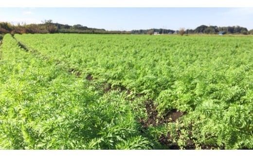 寒締 フルーツ にんじんジュース ～大地の恵み～旬な 有機野菜2種類つき！ ジュース 有機 無農薬 無化学肥料 JAS認定 おまかせ にんじん レインボーフューチャー [AL002ci]