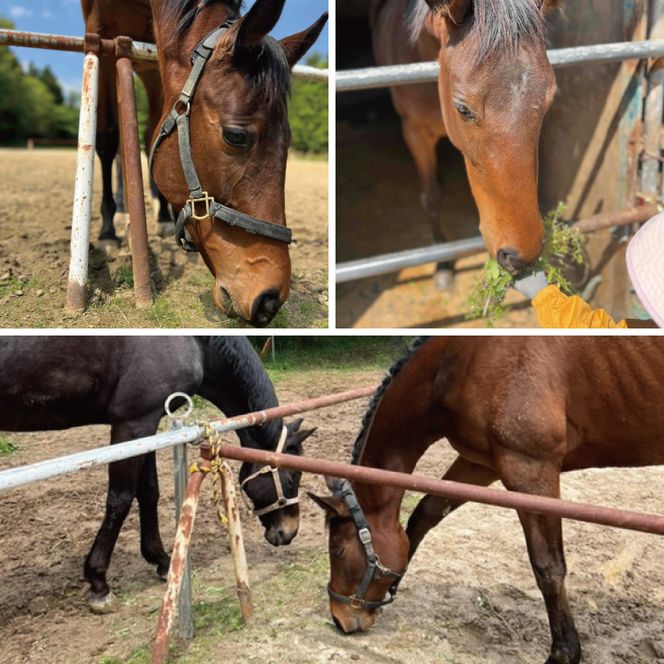 Shiina Riding Club　ビジター乗馬体験40分【茨城県 北茨城市 アクティビティ おでかけ レンタル 体験 チケット 馬】（DA003）