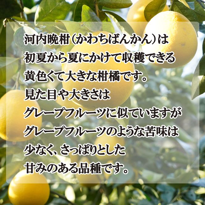 数量限定 先行予約 贈答用 河内晩柑 10kg 20000円 みかん かわちばんかん 愛南ゴールド あいなん ゴールド 夏 文旦 和製 グレープフルーツ 家庭用 産地直送 国産 農家直送 期間限定 ビタミン 健康 おいしい 特産品 ゼリー ジュース アイス 等に 人気 限定 さわやか 甘い フルーツ 果物 柑橘 mikan 蜜柑 ミカン ギフト プレゼント おすそわけ 吉田農園 愛南町 愛媛県