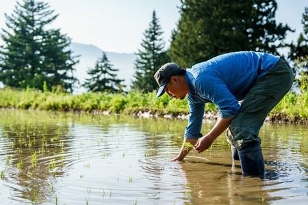 令和６年産 【栽培期間中 農薬・化学肥料不使用】ササシグレ(白米)4.5kg真空包装（6-49A）