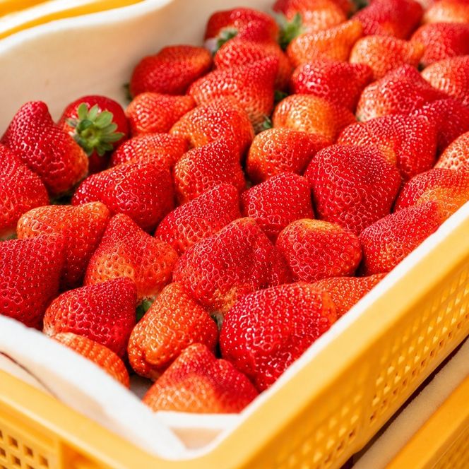 あまおう イチゴ 2パック（1パック約250g) 化粧箱