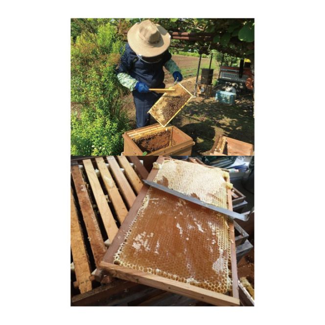 【2026年10月～2027年4月発送】天然はちみつ【大子のりんご蜜 120g×3本セット】|茨城県 大子町 奥久慈 ハチミツ 蜂蜜 プレゼント 包装(BG003)