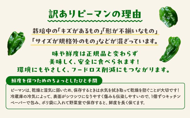 農家さん応援！ 【訳あり】 ピーマン 1kg 2kg 選べる内容量 JGAP取得 農家直送 福島県 田村市 株式会社Mファーム