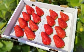 鳥取産苺「あきひめ」大粒詰め合わせ【苺工房たけうち】 312011_BE002