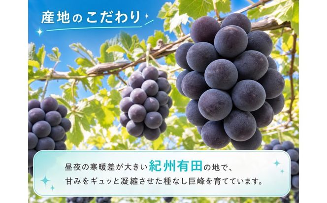 紀州有田産の種なし巨峰ぶどう約２kg【先行予約】【2026年8月中旬以降発送予定】AN026