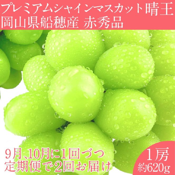 2026年 先行予約【2回定期便】 プレミアム シャインマスカット 晴王 1房約620g/ 岡山県 船穂産 赤秀品 種無し 皮ごと食べる みずみずしい 9月10月にお届け フレッシュ 晴れの国 おかやま 果物大国 彩美菜果