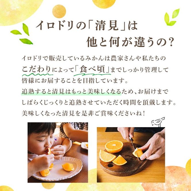 ＜先行予約受付中！2026年4月上旬以降順次発送予定＞数量限定！鹿児島県産 清見 (20個・2L) 柑橘 フルーツ 果物 国産 みかん 期間限定 きよみ キヨミ ミカン【株式会社イロドリ】akn069-09