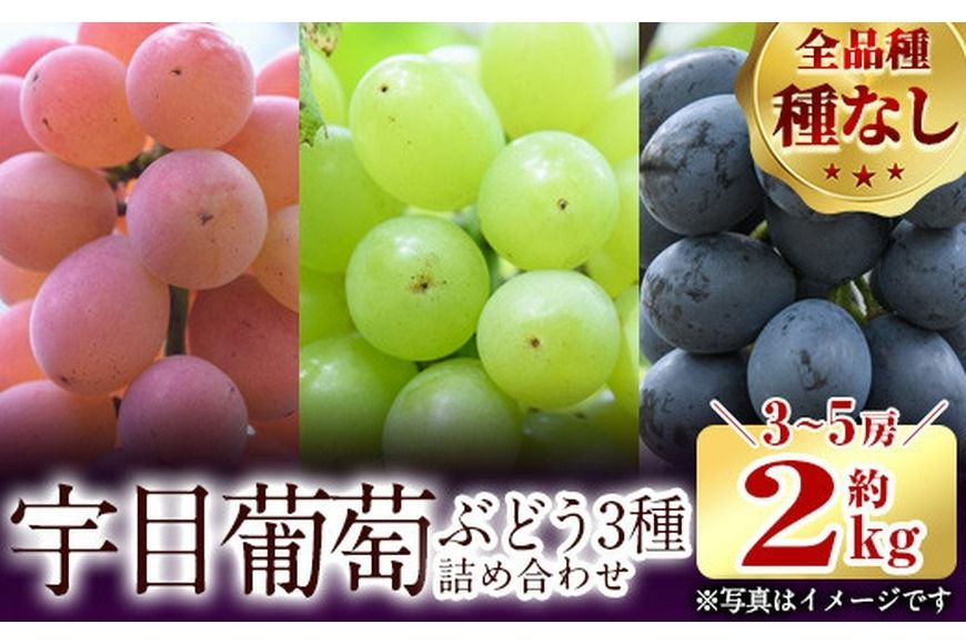 [先行予約受付中!2025年9月以降順次発送予定]宇目葡萄 3種詰め合わせ(合計2kg・3-5房) 特産品 国産 ピオーネ 安芸クイーン ハニービーナス ぶどう 大分県 佐伯市[AY71][公益財団法人さいき農林公社]