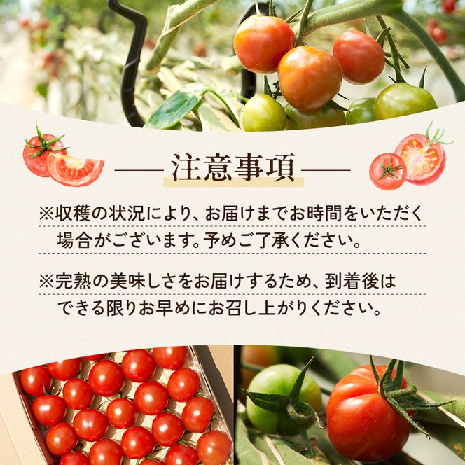 【6ヶ月連続 お届け】 よしよし畑のあま～い トマト ( 中玉トマト ) 800g ～ 1kg 計約3kg 程度 新鮮 産地直送  とまと 頒布会 定期便 おいしい おすすめ ギフト お取り寄せ