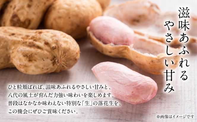 【先行予約】 熊本県 八代産 生落花生 [おおまさり] 1.5kg 落花生 ラッカセイ らっかせい おおまさり 生 なま 茹で おつまみ おやつ ピーナッツ 豆 旬 野菜 【2026年9月上旬より順次発送】