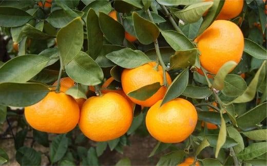 【先行予約】【家庭用】早生みかん 5kg ※離島への配送不可 （2026年11月10日より順次発送） IKTA040