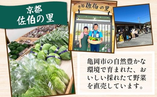《価格改定》新鮮 旬の野菜セット 7～10品目 京都 佐伯の里 京都丹波・亀岡産 季節の野菜詰め合わせ 朝採れ 直送 訳あり 家計応援 生活応援 お試し《価格改定10000円→8000円》 ※北海道・沖縄・離島への配送不可