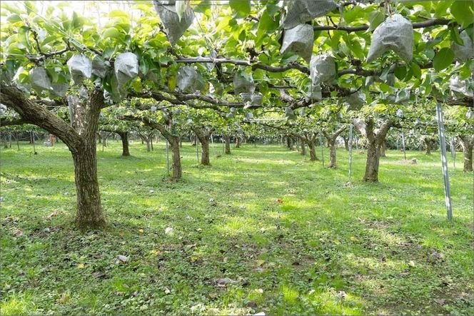 【先行予約】京丹後の梨ジュース 大瓶2本入り（2025年10月下旬～発送）　SF00016