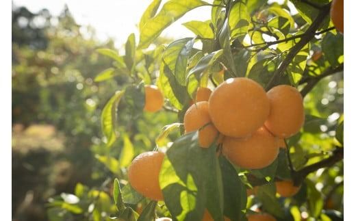 【2025年12月上旬発送開始】 アカメの国農園特選みかん 青秀詰め合わせ 5kg / みかん 蜜柑 ミカン 柑橘 フルーツ 果物 みかん くだもの 柑橘 旬 果実 甘味 酸味 甘い mikan 産地直送 農家直送 数量限定 国産 先行予約 ご家庭用 ミカン ご当地 お返し ミカン 贈り物 人気 贈答用 家庭用 土産 手土産 みかん / 安芸市 / アカメの国農園 [AA004]