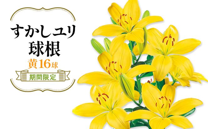 【期間限定】ユリ球根 すかしユリ 黄花16球 送料無料 黄