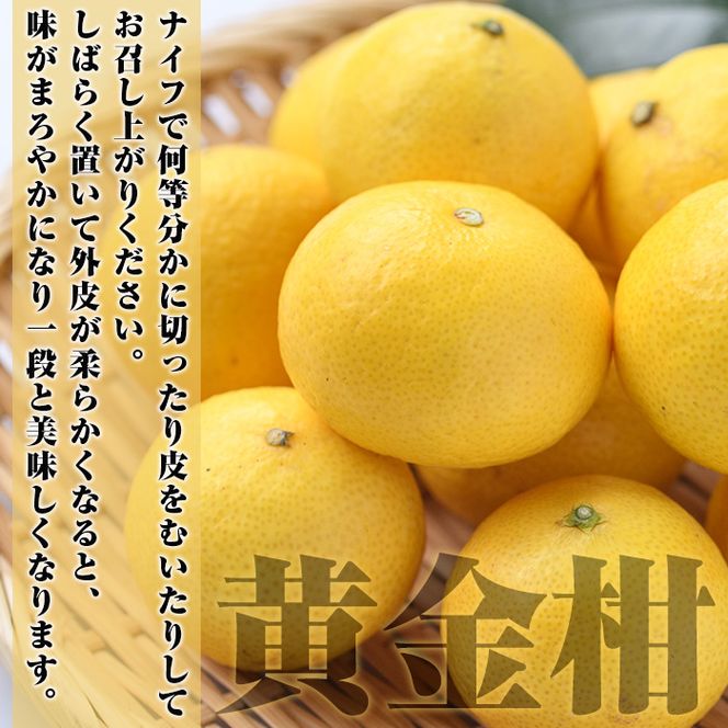 ＜先行予約受付中！2027年2月上旬以降順次発送予定＞訳あり！まなべみかん園の黄金柑(約2.5kg) 国産 鹿児島県産 阿久根市産 柑橘類 果物 フルーツ みかん ミカン 蜜柑 期間限定 数量限定 デザート ご家庭用 【有限会社まなべみかん園】akn034-10