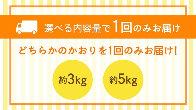 ＼選べる 内容量／かおり 約3kg・約5kg【2026年9月より発送開始】（茨城県共通返礼品 [梨]：大子町産） 高糖度 ギフト 贈り物 プレゼント フルーツ なし ナシ 和梨 梨 果実 旬のフルーツ お取り寄せ くだもの 果物 みずみずしい