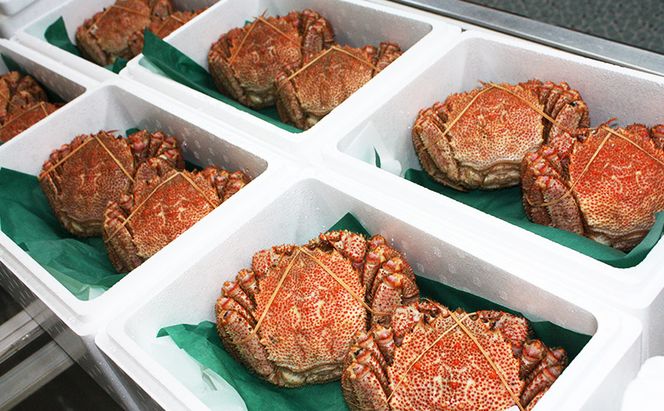 ［冷蔵便］茹でたて直送！北海道産 朝茹で毛ガニ 約300g×2尾【 かに カニ 蟹 幕別町 北海道 毛蟹 毛ガニ 海鮮 魚介 海の幸 海産物 冷蔵 】