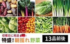 【 福岡県 糸島産 】 朝採れ 野菜 セット （ 13品 前後 ） 《糸島》【オーガニックナガミツファーム】 [AGE023]