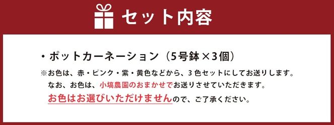 色とりどりのカーネーション （5号鉢） 3色セット 母の日 花 プレゼント (KAQ-1)