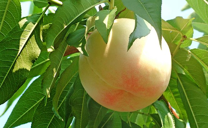 桃 2026年 先行予約 白桃 白麗 約3.0kg 10～12玉 もも 岡山県 赤磐市産 フルーツ 果物 あかいわファーマーズガーデン 果物類