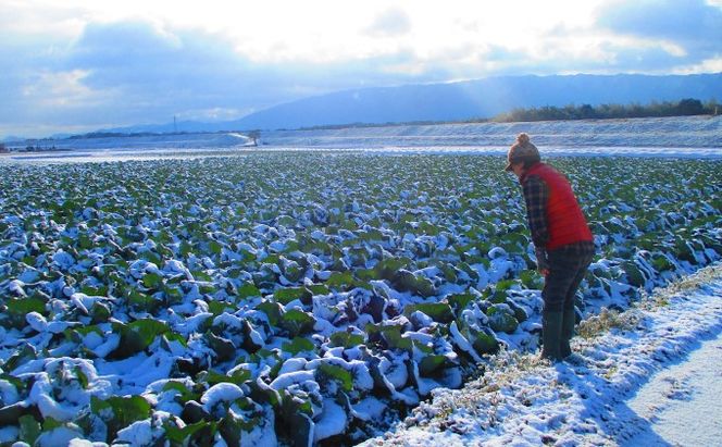 米 5kg 季節野菜 セット 玄米 ゆめつくし お米 詰合せ 福岡県産 