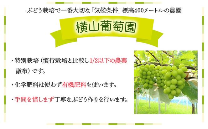 【来年（2026年/令和8年）発送＜先行予約＞】特別栽培 減農薬 シャインマスカット 2房 1.2㎏ 先行予約 先行 予約 山梨県産 産地直送 フルーツ 果物 くだもの ぶどう ブドウ 葡萄 シャイン シャインマスカット 新鮮 人気 おすすめ 国産 贈答 ギフト お取り寄せ 甘い 皮ごと 山梨 甲斐市 CF-2