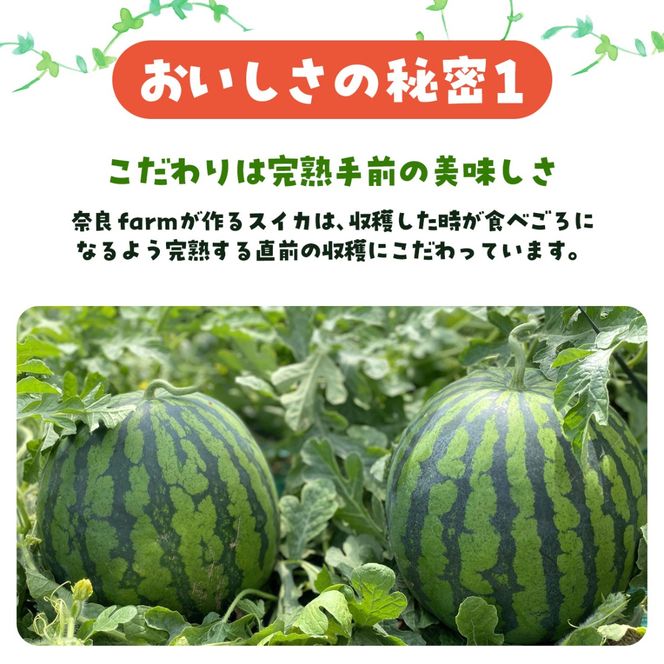 【先行予約・2027年6月下旬頃より発送】娘SUN 1玉 SMAF007
