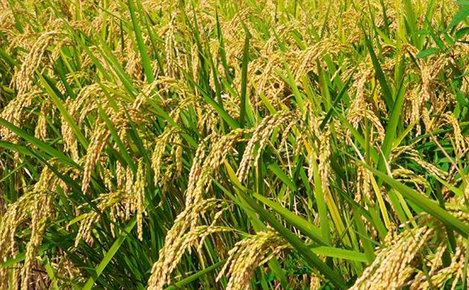 天水の恵米「コシヒカリ・彩のきずな」白米5kgずつ食べくらべセット お米