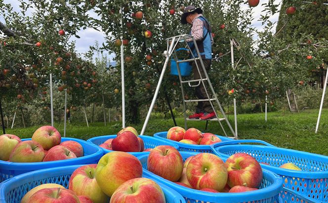 【2026年10月発送】訳あり シナノスイート　約3kg リンゴ りんご フルーツ 果物 お取り寄せ 長野県 山ノ内町