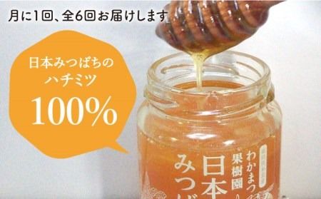 【全6回定期便】福岡県 糸島産 わかまつ 果樹園 の 日本 蜜蜂 の はちみつ 100％ PURE RAW 糸島市 / わかまつ農園 [AHB033]