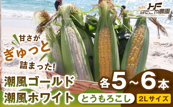 ［2027年発送 先行予約 夏の味覚］［旬の２種類を贅沢に］食べ比べセット 1セット とうもろこし トウモロコシ ゴールドラッシュ 黄色 潮風ゴールド 潮風ホワイト スイートコーン 茹でとうもろこし BBQ 焼き肉 白浜町 304018_ET07