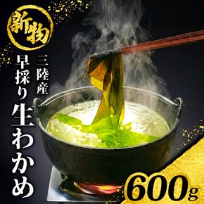 【先行予約】 早採り生わかめ 新物 600g(200g×3袋) 期間限定 ★2026年1月～発送予定★ わかめ 早採りわかめ 生わかめ 三陸 漁師わかめ 小分け 若芽 湯通し 海藻 海産物 味噌汁 ごはん 夕飯 おかず 小分け 個包装 しゃぶしゃぶ サラダ お刺身 刺し身 刺身 綾里 岩手県 国産 大船渡
