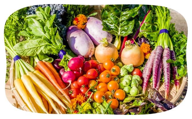 【定期便】彩り野菜と香るハーブセット　１２回お届けセット　　[野菜セット 野菜詰め合わせ]