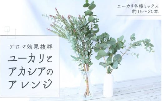 ＼アロマ効果抜群／  ユーカリとアカシア(ミモザ)のアレンジ〈なかやFarm 和歌山県 紀美野町〉/  オージープランツ 癒し 清涼感 植物 花瓶 ユーカリ アカシア ミモザ ハーブ プレゼント ギフト 【nkf948-yuak】