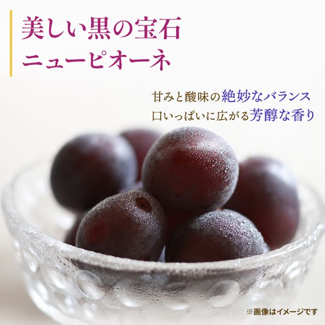 ぶどう ニューピオーネ 約2kg 3～4房 高梁市産 2026年 先行予約 贈答用 化粧箱 大粒 葡萄 ブドウ うめづぶどう園