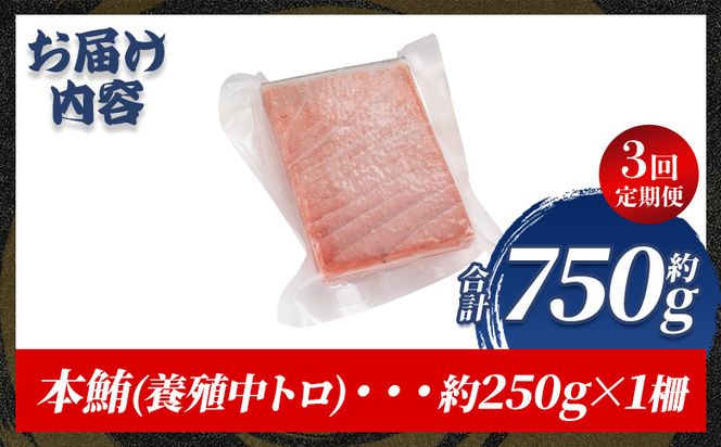 中トロ 定期便 3回 約250g 1冊 養殖 本マグロ 合計750g - 鮪 まぐろ 中とろ 寿司 刺身 さしみ 海鮮丼 漬け丼 カルパッチョ おつまみ 新鮮 海産物 魚介 海の幸 オオジ 高知県 香南市 冷凍 Woo-0028