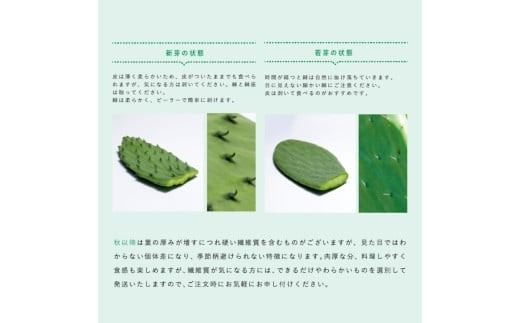 【期間限定】食べるサボテン 太陽の葉 フレッシュリーフ(新芽限定・お試し500g)