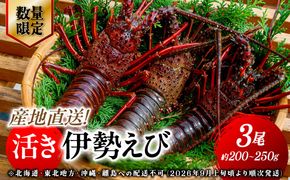 【数量限定】産地直送！活き伊勢えび 約200～250g×3尾 ※北海道・東北地方・沖縄・離島への配送不可（2026年9月上旬頃より順次発送） IKTJ009