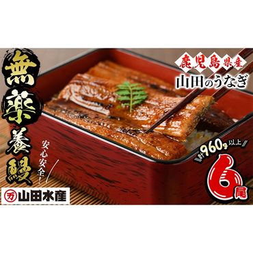 【無薬養鰻】 鹿児島産 山田のうなぎ ＜計960g以上＞ (160g以上×6尾) c6-079