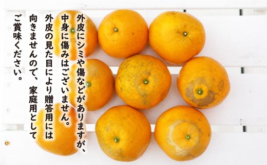 訳あり 紅 河内晩柑 （ S - L サイズ 混合 ） 10kg 7000円 みかん かわちばんかん 愛南ゴールド あいなん ゴールド 美生柑 文旦 グレープフルーツ 和製 幻 の 紅河内晩柑 紅晩柑 希少 家庭用 産地直送 国産 農家直送 糖度 果樹園 期間限定 数量限定 特産品 ゼリー ジュース 人気 限定 さわやか 甘い フルーツ 果物 柑橘 蜜柑 規格外 愛媛県 愛南町 あいなんマザーズ