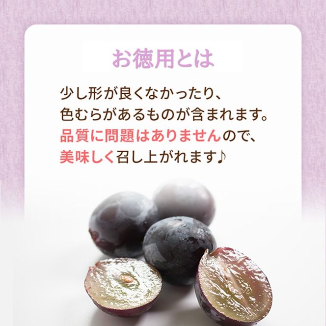 2026年 早期受付 ぶどう ギフトお徳用ニューピオーネ 2kg以上(3～5房) 数量限定　岡山県 高梁市産