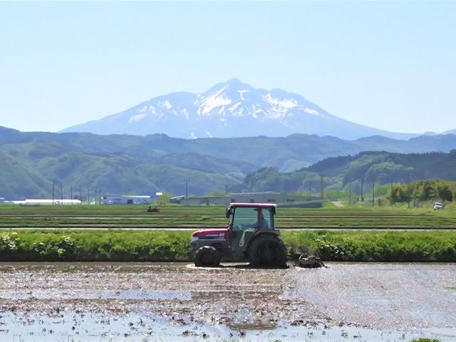 米 令和8年産 まっしぐら 白米 5kg 1袋 精米 こめ お米 おこめ コメ ご飯 ごはん 令和8年 山下農園 青森 青森県 鯵ヶ沢町