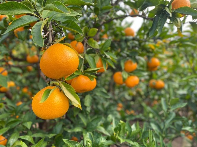 ［年内発送］和歌山県産 有田みかん 大粒サイズ 2.5kg  BA42