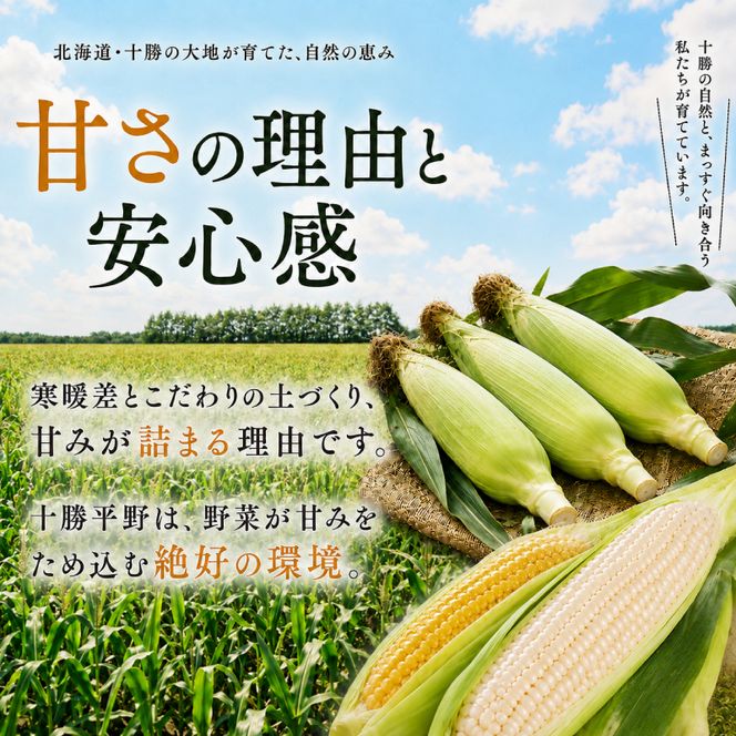 ［先行予約/2027年］もぎたてとうもろこし黄・白 計18～20本セット [北海道ホープランド農場]【 とうきび トウモロコシ とうもろこし 野菜 夏野菜 フルーツ 北海道 十勝 幕別 】 