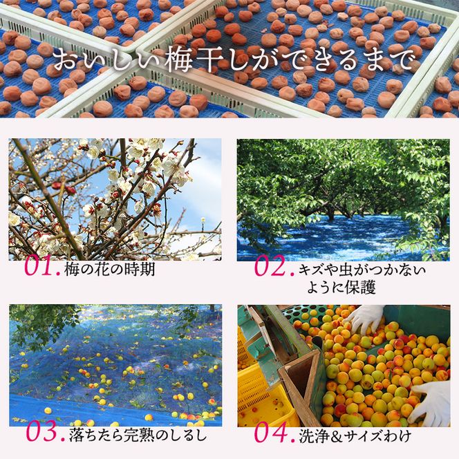 【贈答用】紀州南高梅　白干梅干し　400g　化粧箱入 | ギフト プレゼント 国産 ※北海道・沖縄・離島への配送不可
