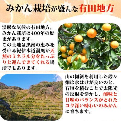 AT6257n_【2026年先行予約】有田みかん 約10kg ご家庭用 和歌山 ゆら早生 極早生 (SS、S、M、Lサイズ)【湯浅町】