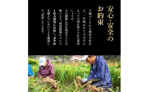 【CF-R7hbk】黄金しょうが粉末50g×5袋 - しょうが ショウガ 生姜 生姜パウダー 坂田信夫商店 黄金しょうが 高知 国産 料理 紅茶 しょうが湯 健康 美容 ふるさとのうぜい 故郷納税 15000円 返礼品