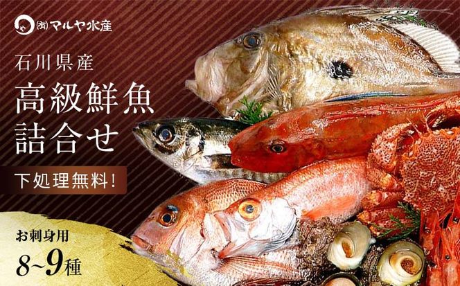 旬の鮮魚詰合せ 8～9種 下処理済み 旬 獲れたて 鮮魚 刺身用 詰合せ セット 海産物 海の幸 魚 魚介 おかず おつまみ 肴 国産 食品 復興 震災 コロナ 能登半島地震復興支援 北陸新幹線 F6P-0039